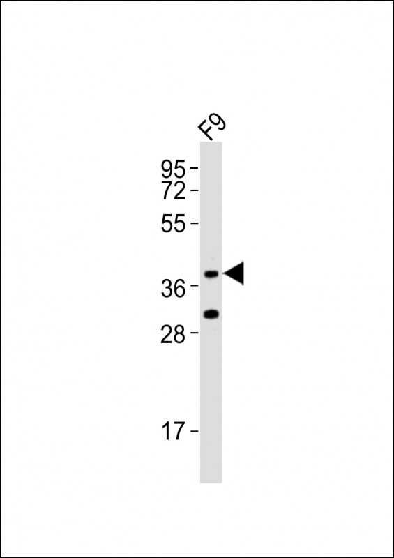 (Mouse) Rnf2