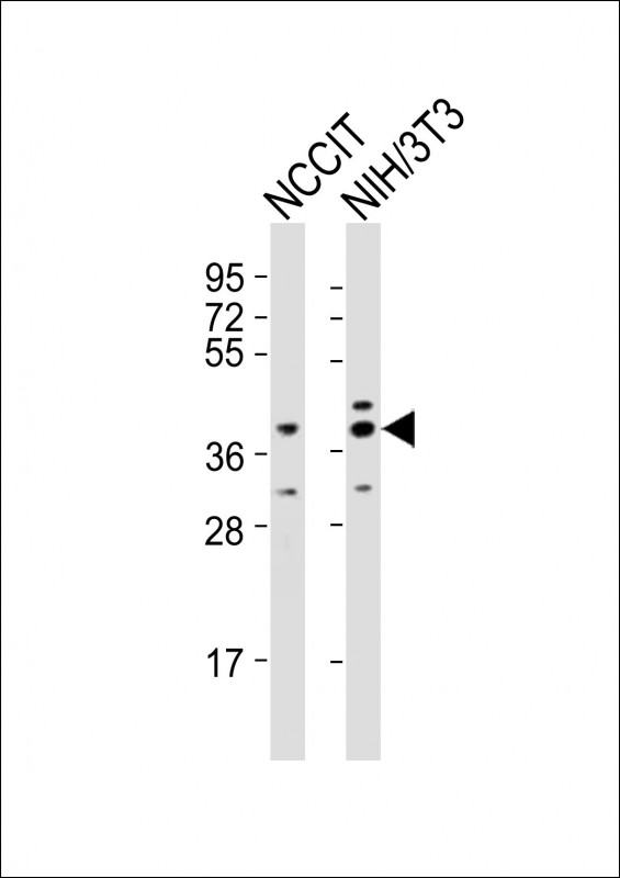 Rabbit Polyclonal Antibody to (Mouse) Rnf2