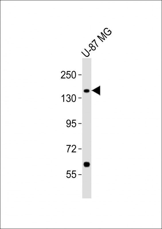 ATP2B3