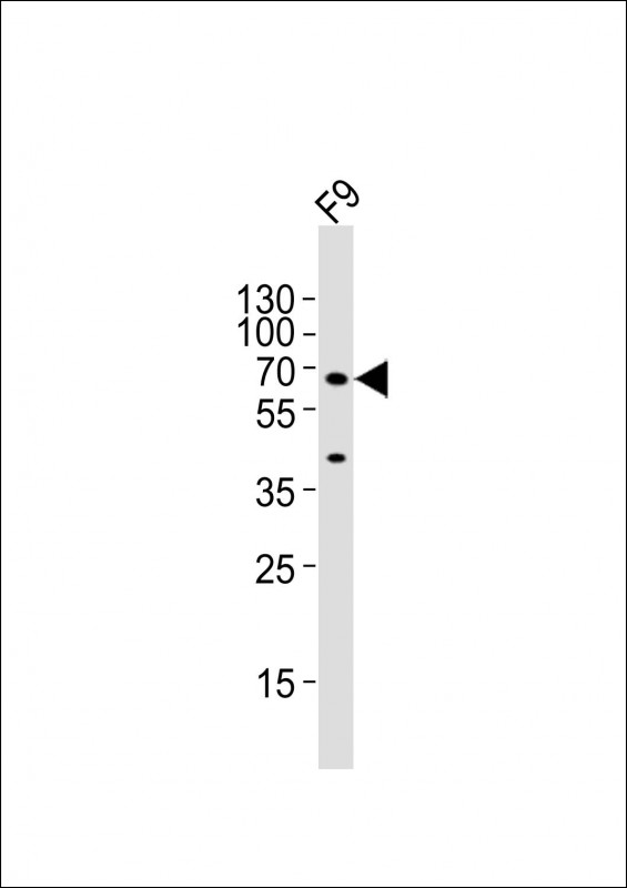 (Mouse) Gnl3