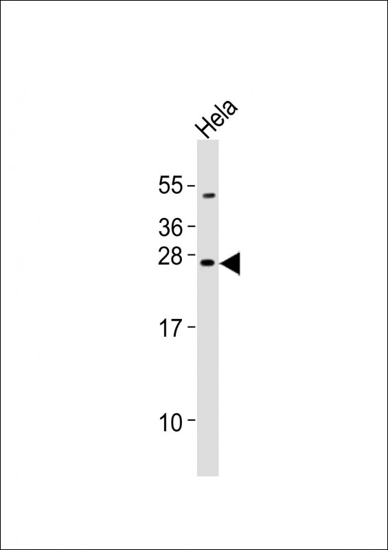 Mouse Neurog2