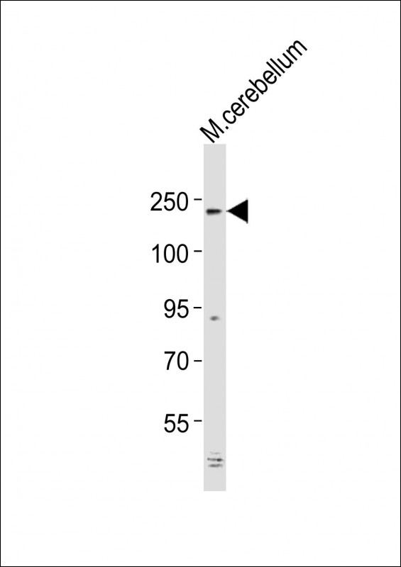 Mouse Alk (P1517)