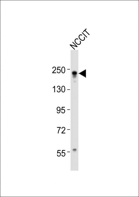 (Mouse) Ehmt2 (N-term)