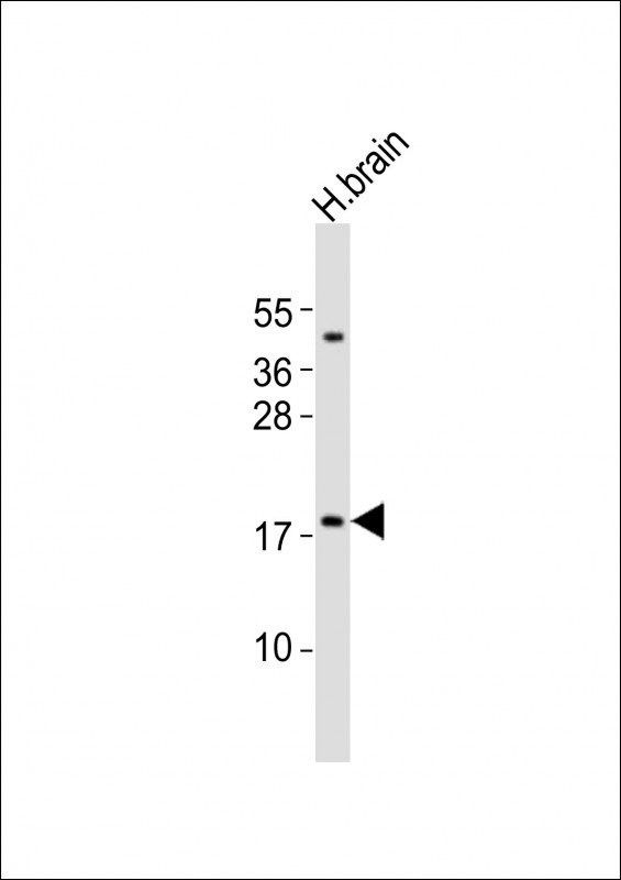 CALY (N-term)