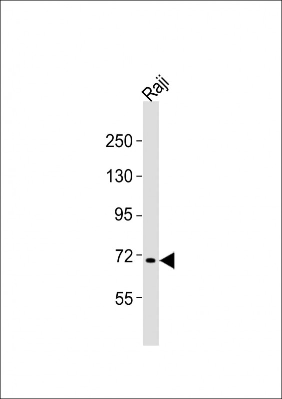 FBXW7 (N-term)