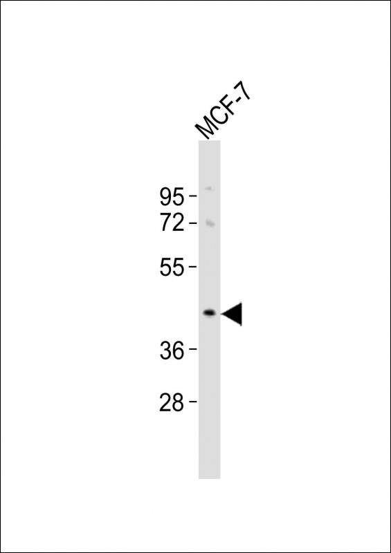 OR5A1