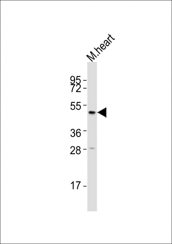 Htr2a (N-term)