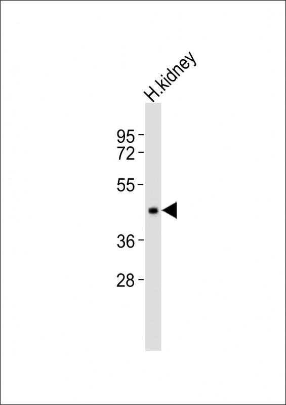 INPP5A
