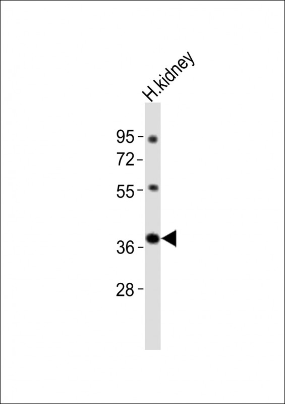 Npy2r (N-term).ctrl