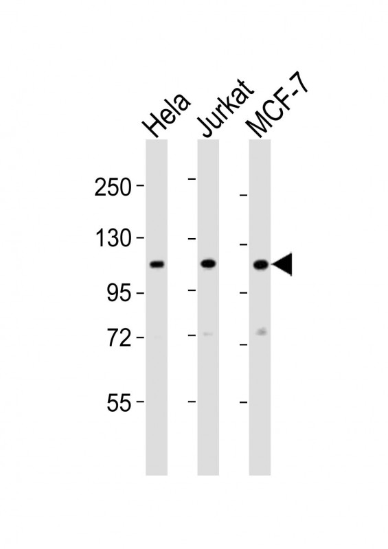 EXOC4 (N-term)