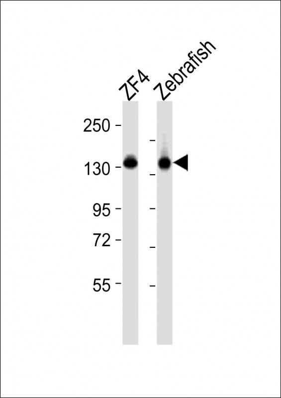 (DANRE) cyfip1