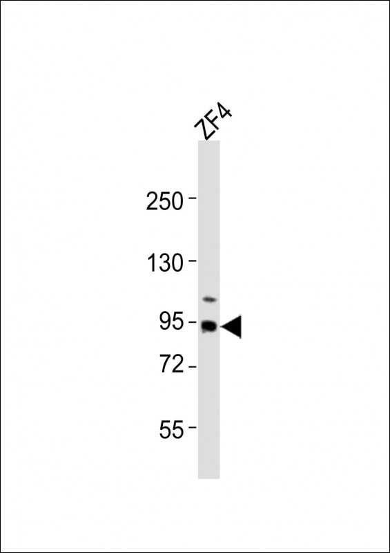 (DANRE) rrm1 (N-term)