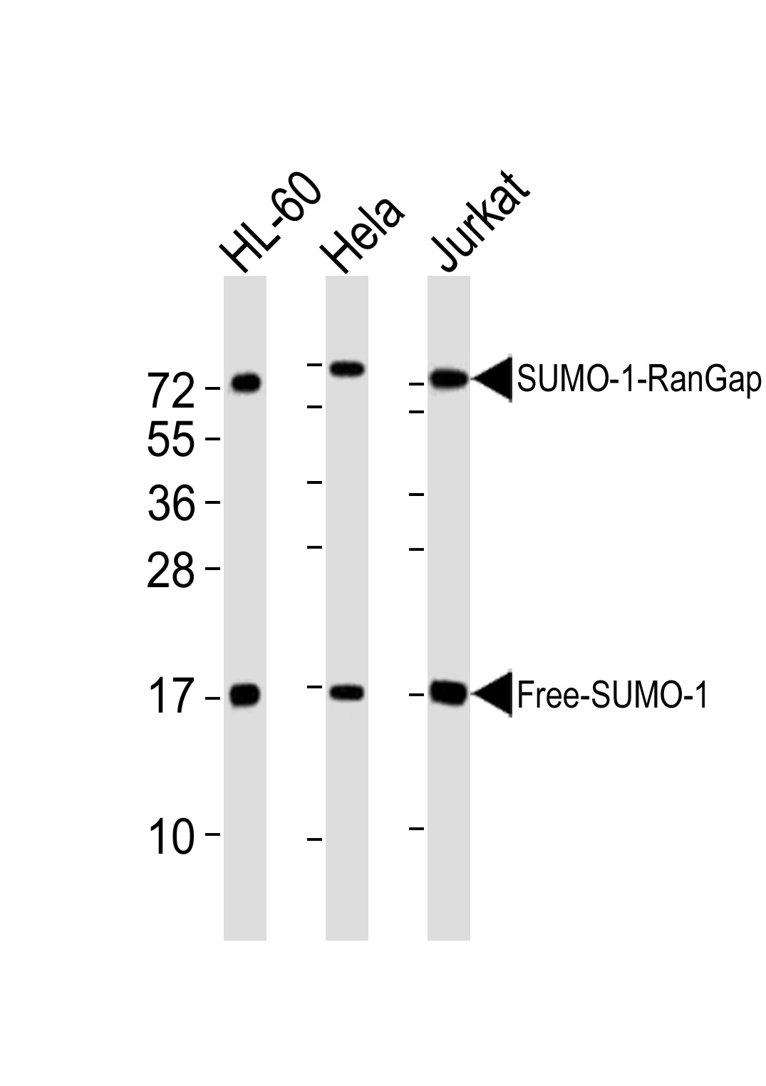 SUMO1
