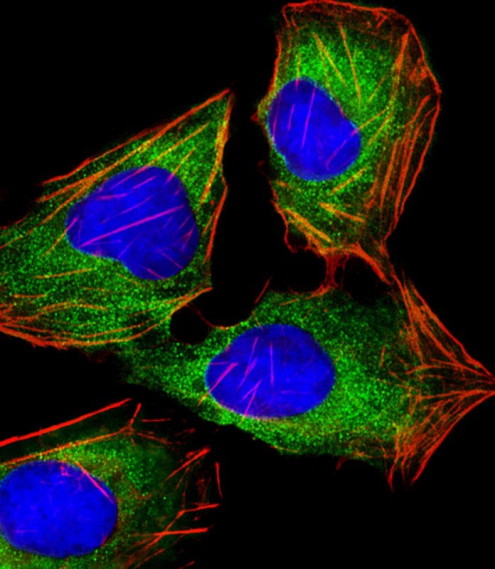 Mouse Monoclonal Antibody to HINT1