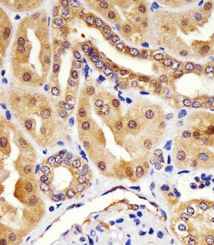 Mouse Monoclonal Antibody to HINT1
