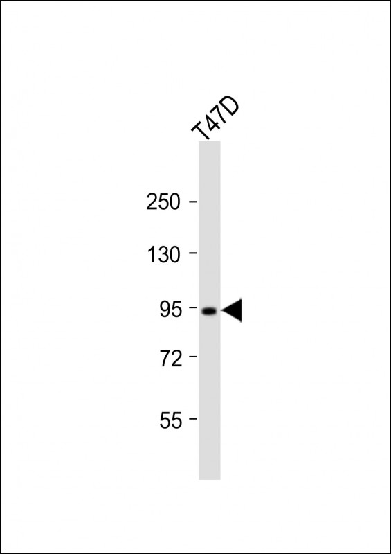 Dnmt3b