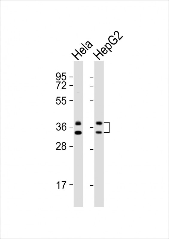 HNRNPA1