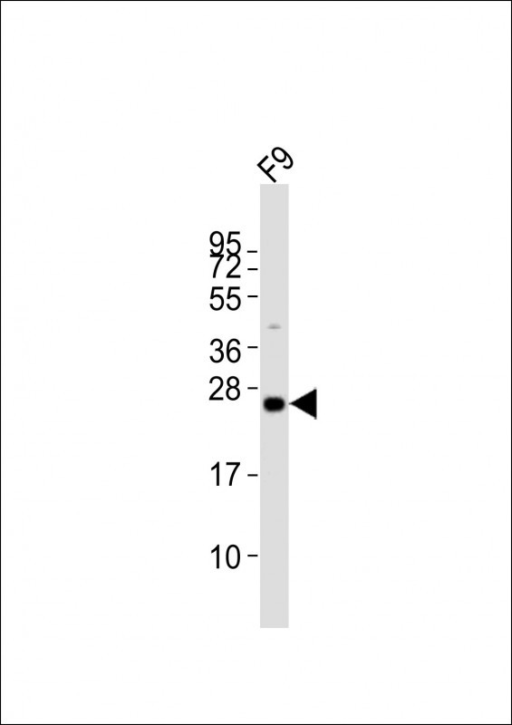 (Mouse) Lin28a