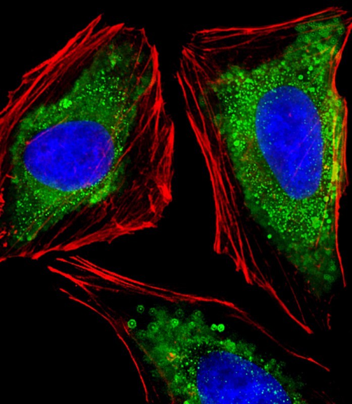 Rabbit Polyclonal Antibody to ITGA7 (N-term)
