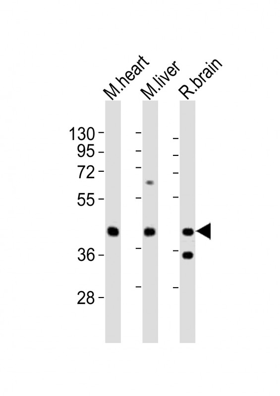 P2ry4 (N-term)