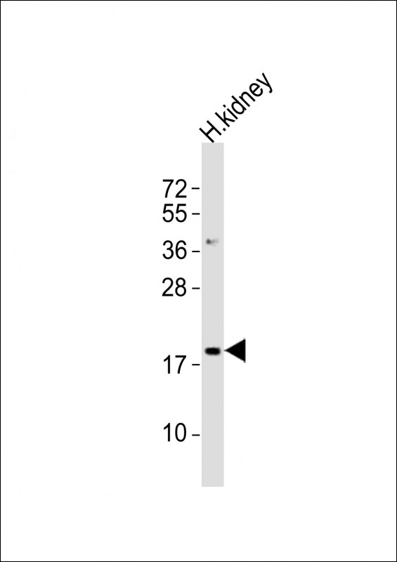 NFE4