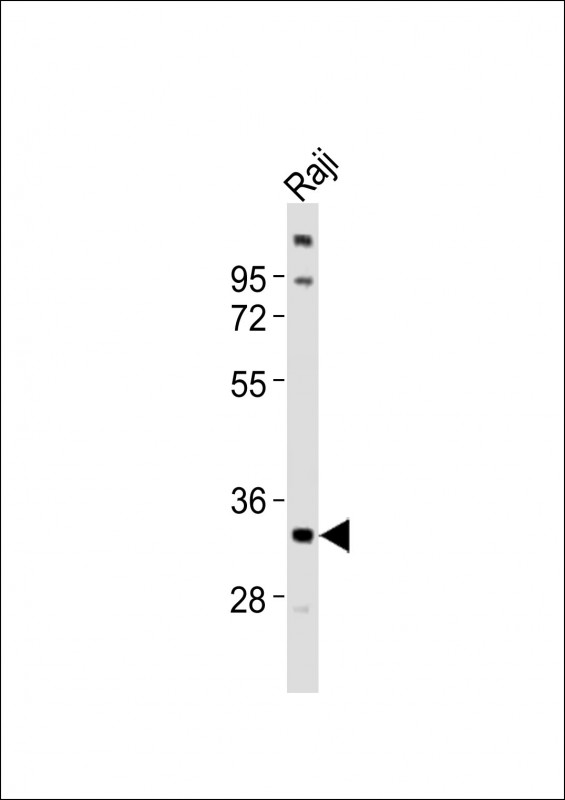 TNFRSF14