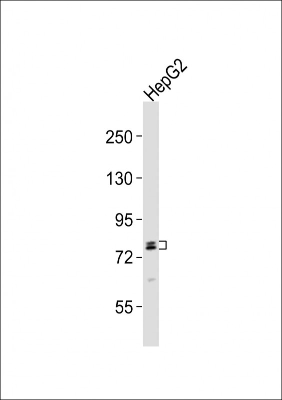 RFX4
