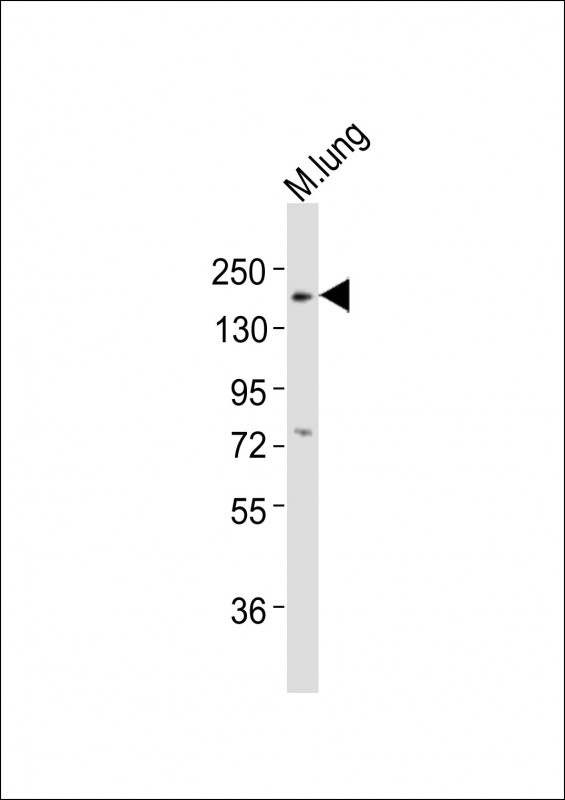 Mouse Erbb3 (P1076)