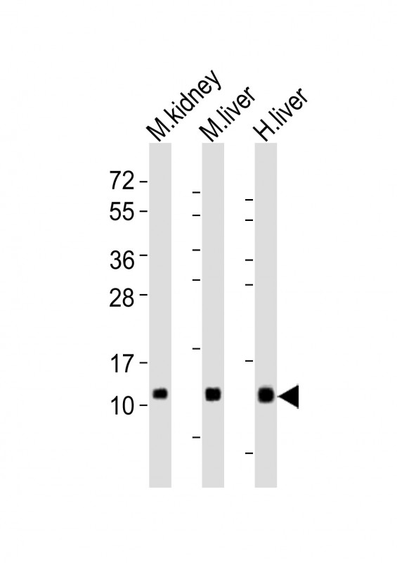 (Mouse) Cxcl12