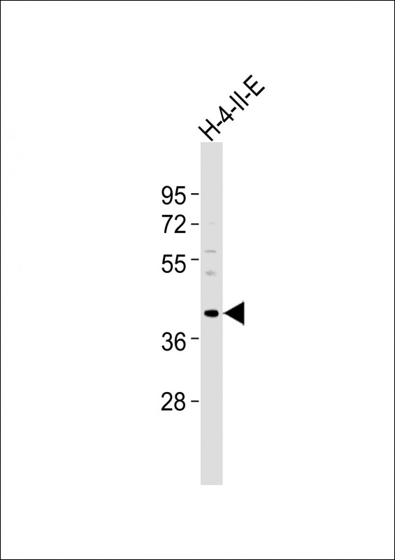 (Mouse) Bmi1