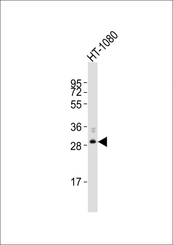 FBXO45 (N-Term)