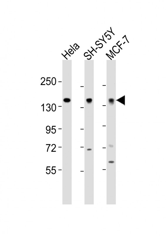 MAML2