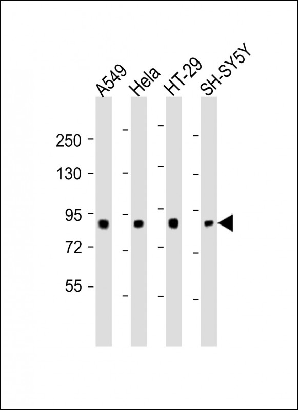 SEMA4G