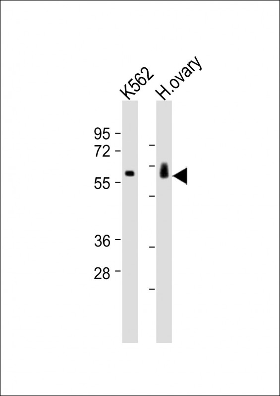 C17orf80