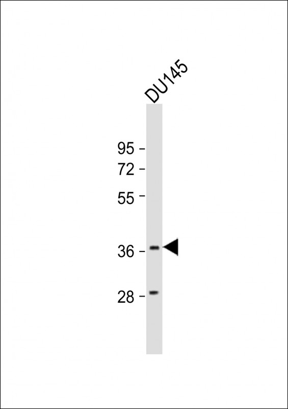 MYCL1