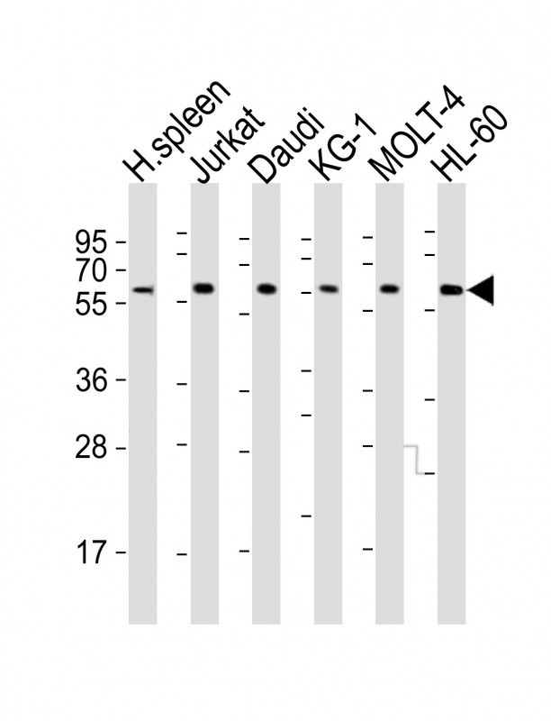 IL2RG (N-term)