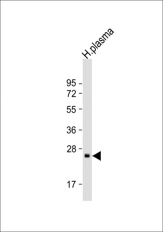 CFD (N-term)