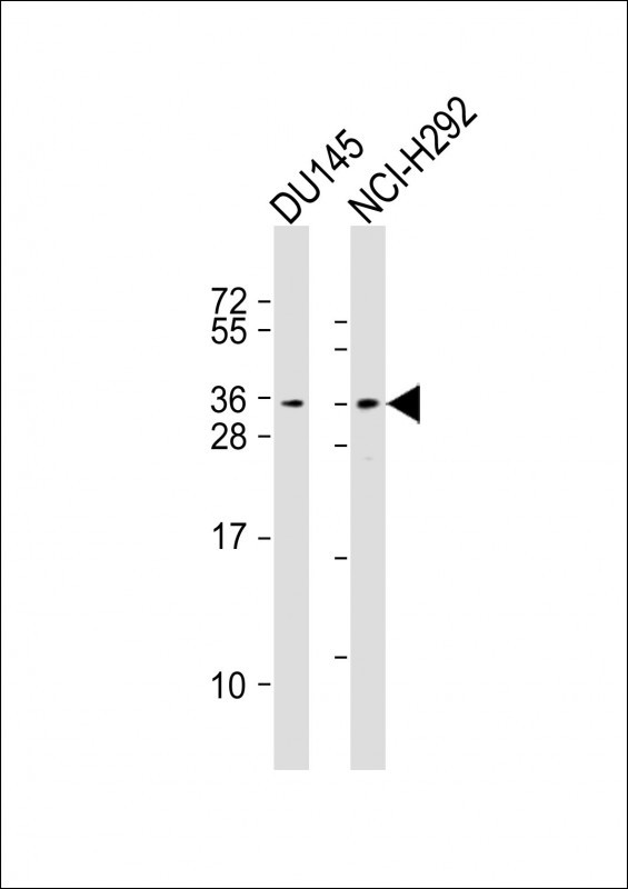 TSPAN18