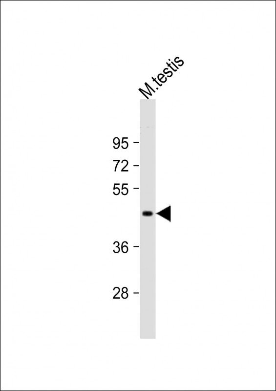 (Mouse) Utf1
