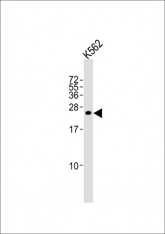 SLA2