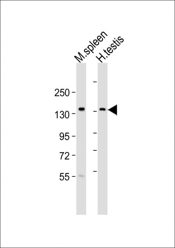 BCL9 (N-Term)