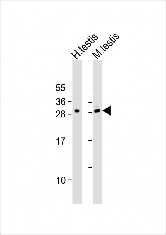 BPIFA3