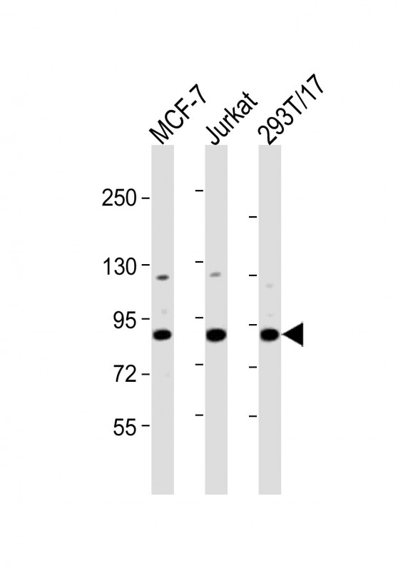 HNRNPUL2
