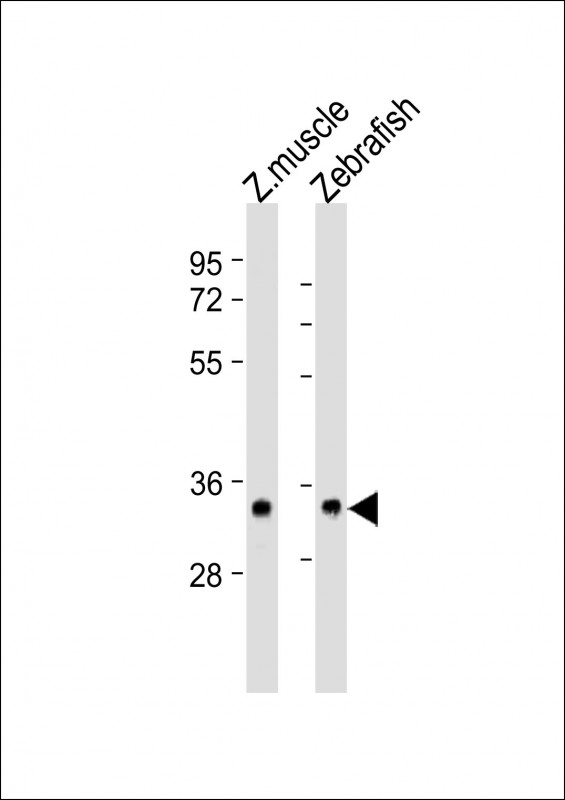 (DANRE) s1pr2 (N-Term)