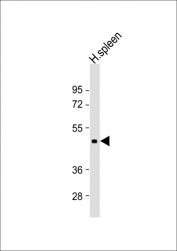 DPEP2 (N-Term)