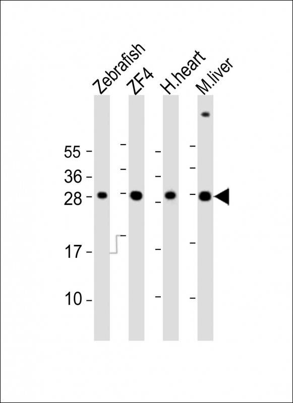 Zebrafish ak2