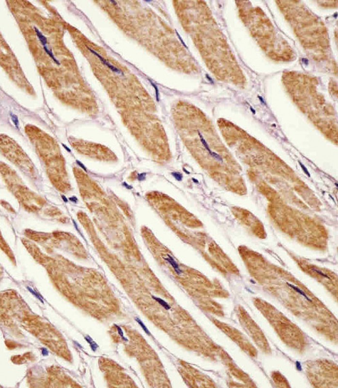 Rabbit Polyclonal Antibody to Zebrafish ak2