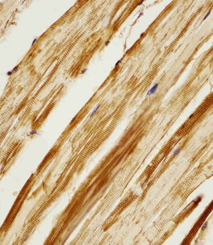 Rabbit Polyclonal Antibody to Zebrafish ak2