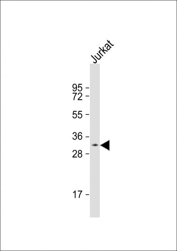 PRSS42