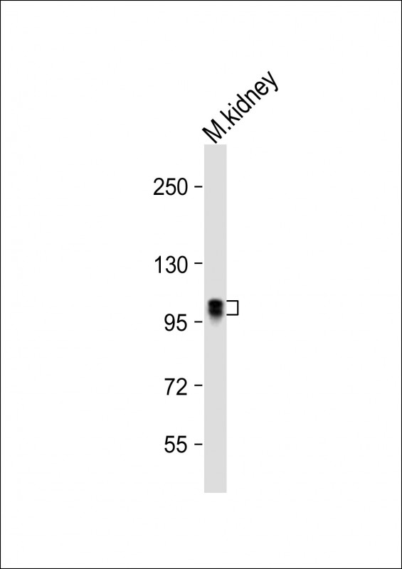 Mouse Insr (P1325)